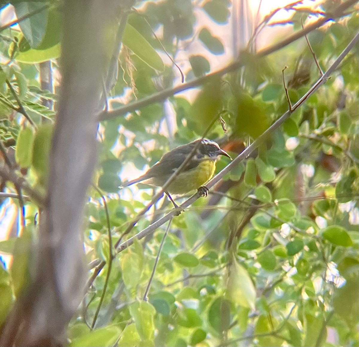 Bananaquit - ML638321037