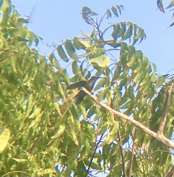 Colibrí Caribeño Gorjiverde - ML638321045