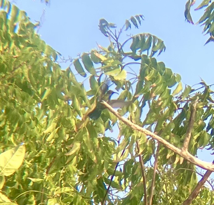 Colibrí Caribeño Gorjiverde - ML638321046