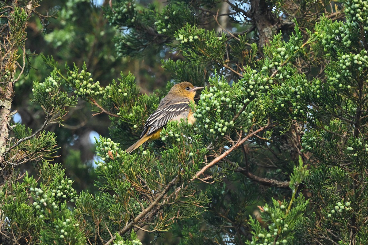 Oriole de Baltimore - ML638321087