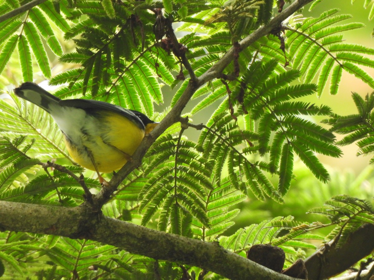Tropical Parula - ML638321096