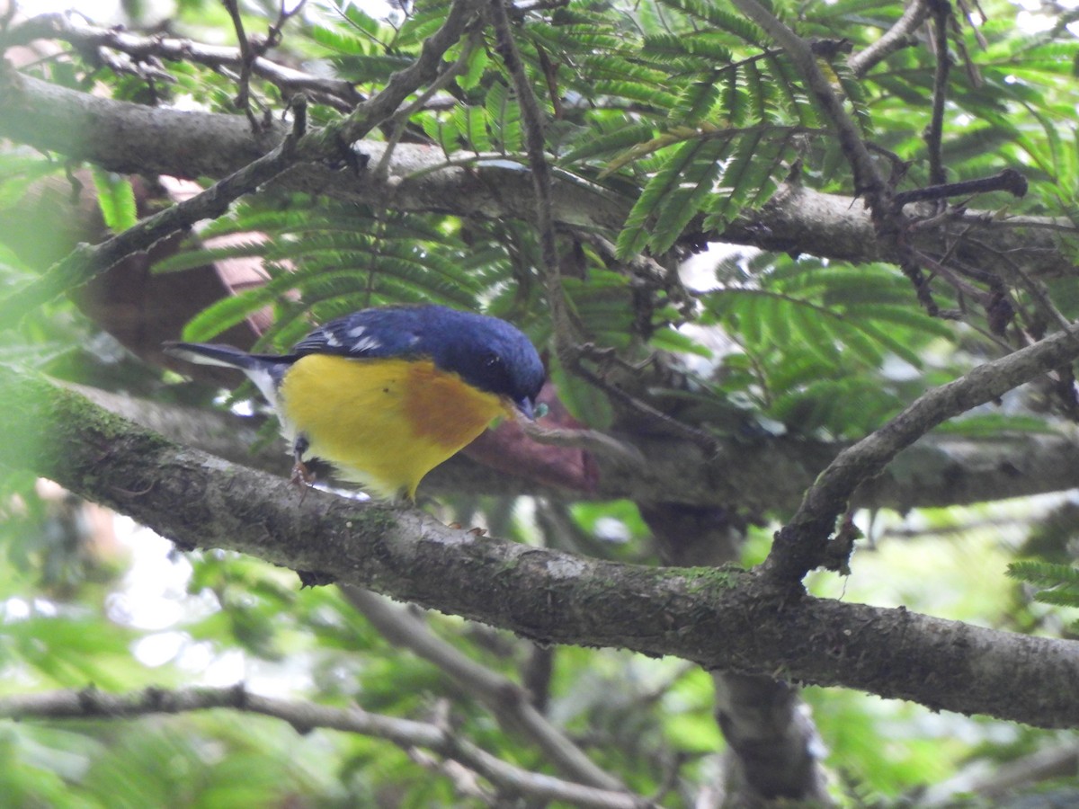 Tropical Parula - ML638321097