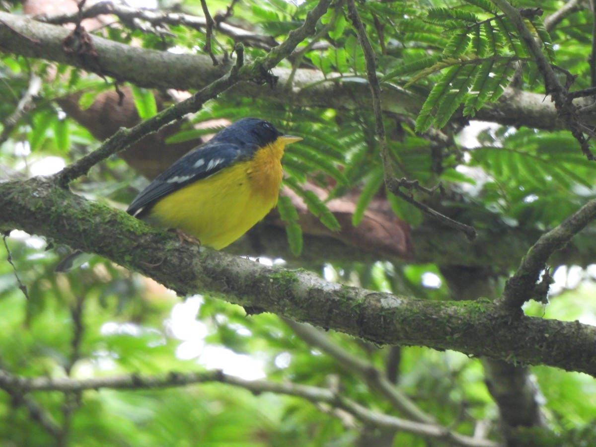 Tropical Parula - ML638321098