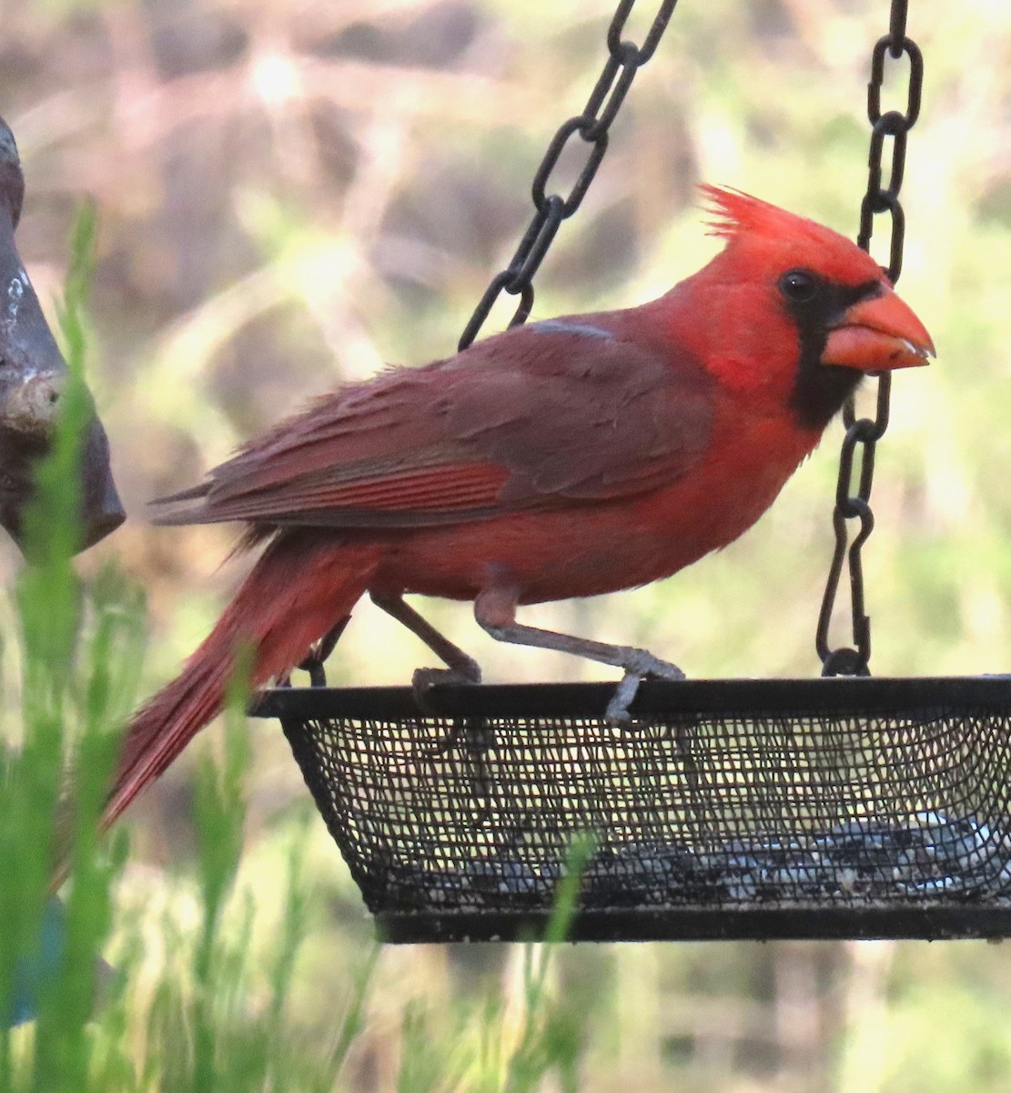 Northern Cardinal - ML638321115