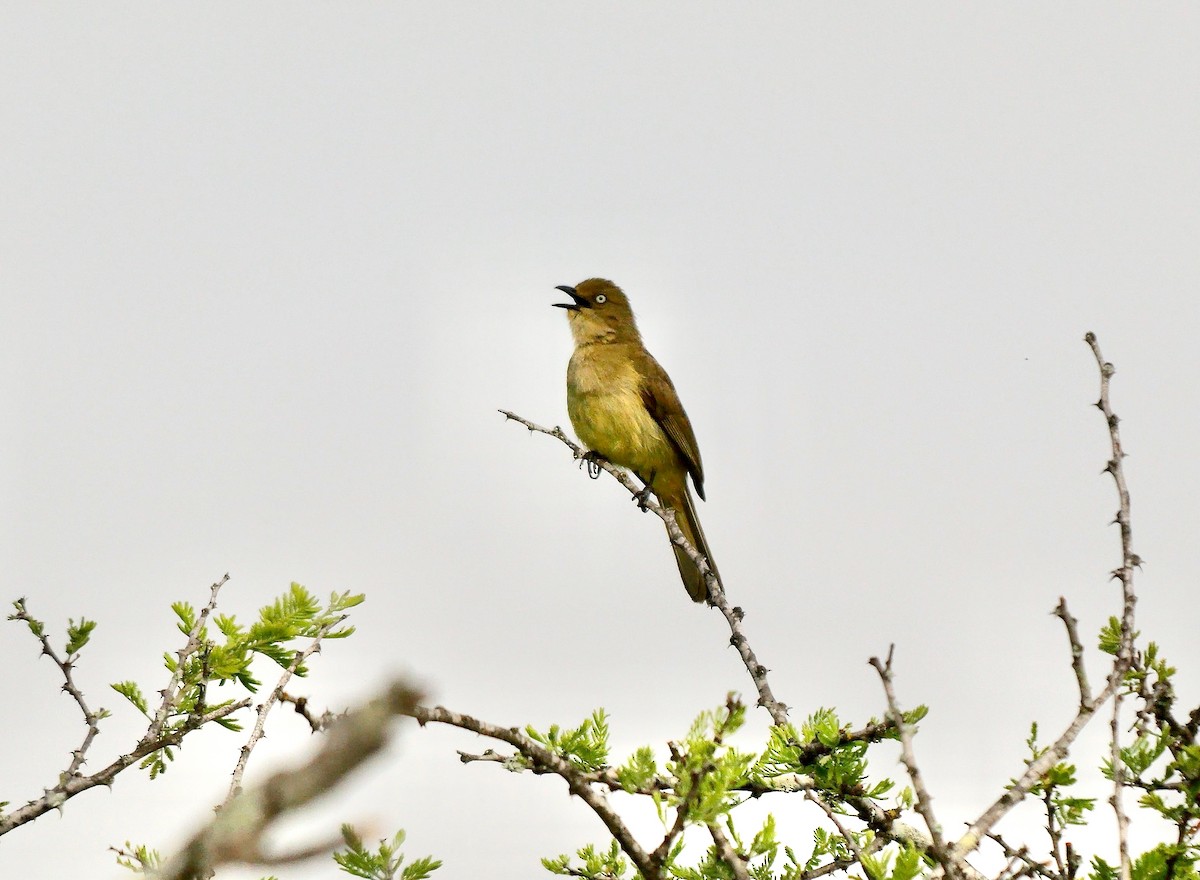 Sombre Greenbul - ML638321123