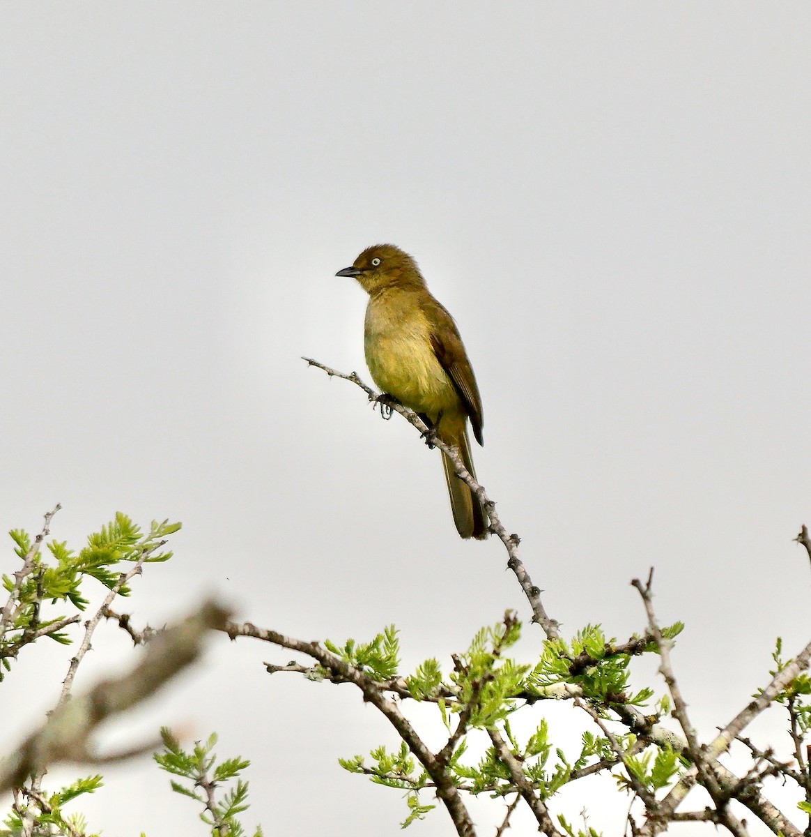 Sombre Greenbul - ML638321124