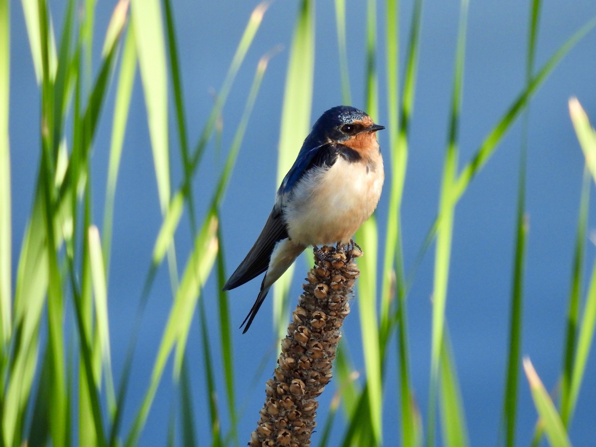 Barn Swallow - ML638321135