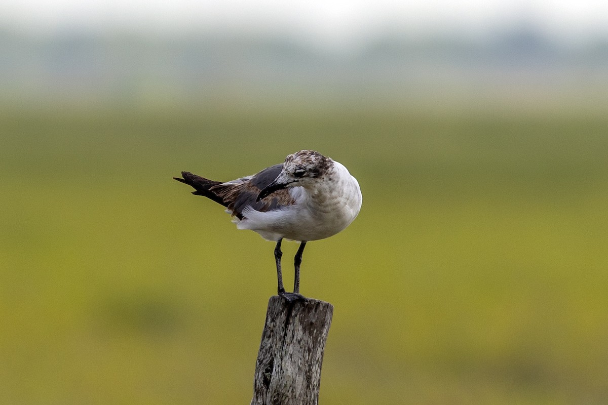 Laughing Gull - ML638321139
