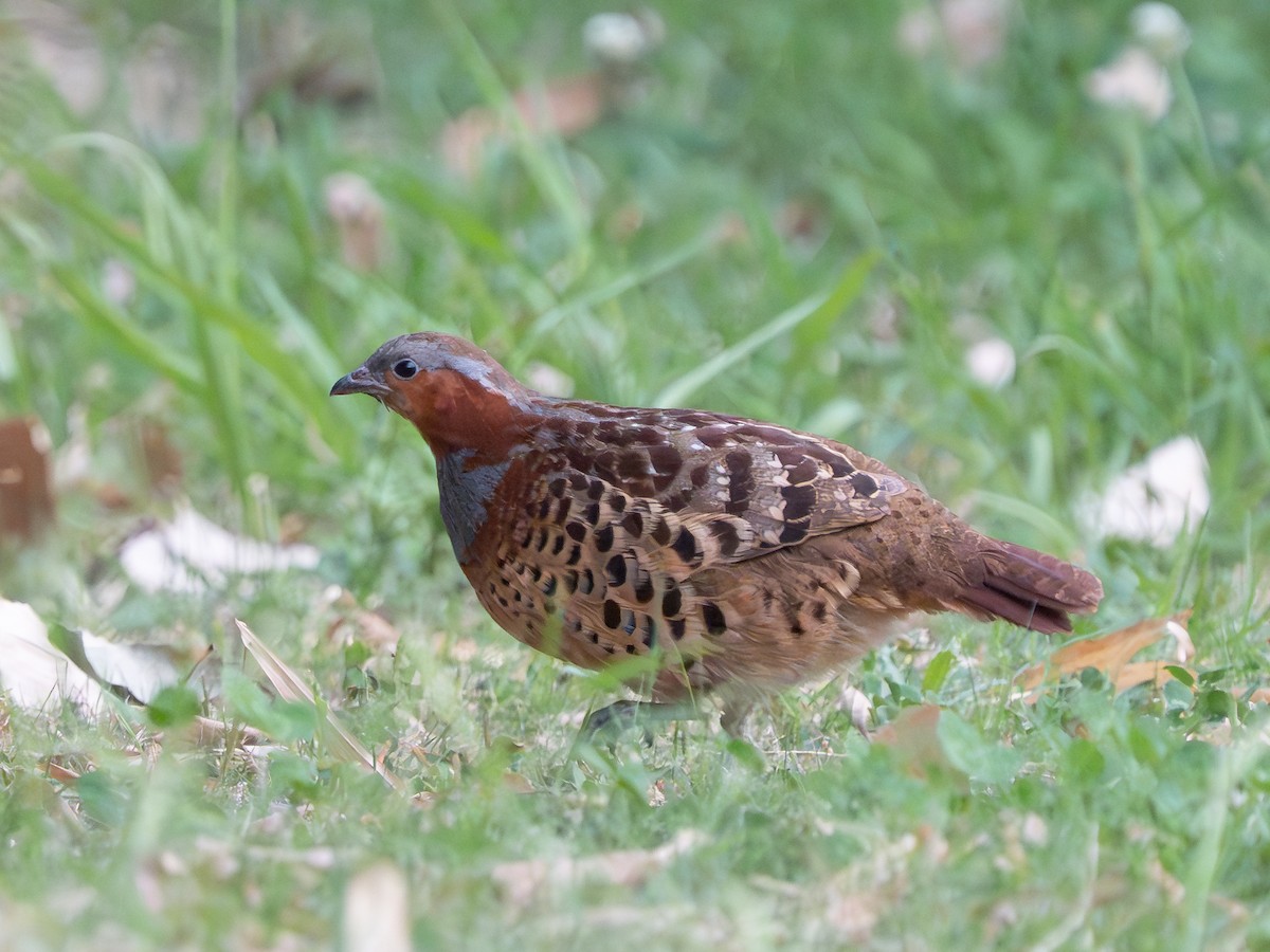 Chinese Bamboo-Partridge - ML638321142
