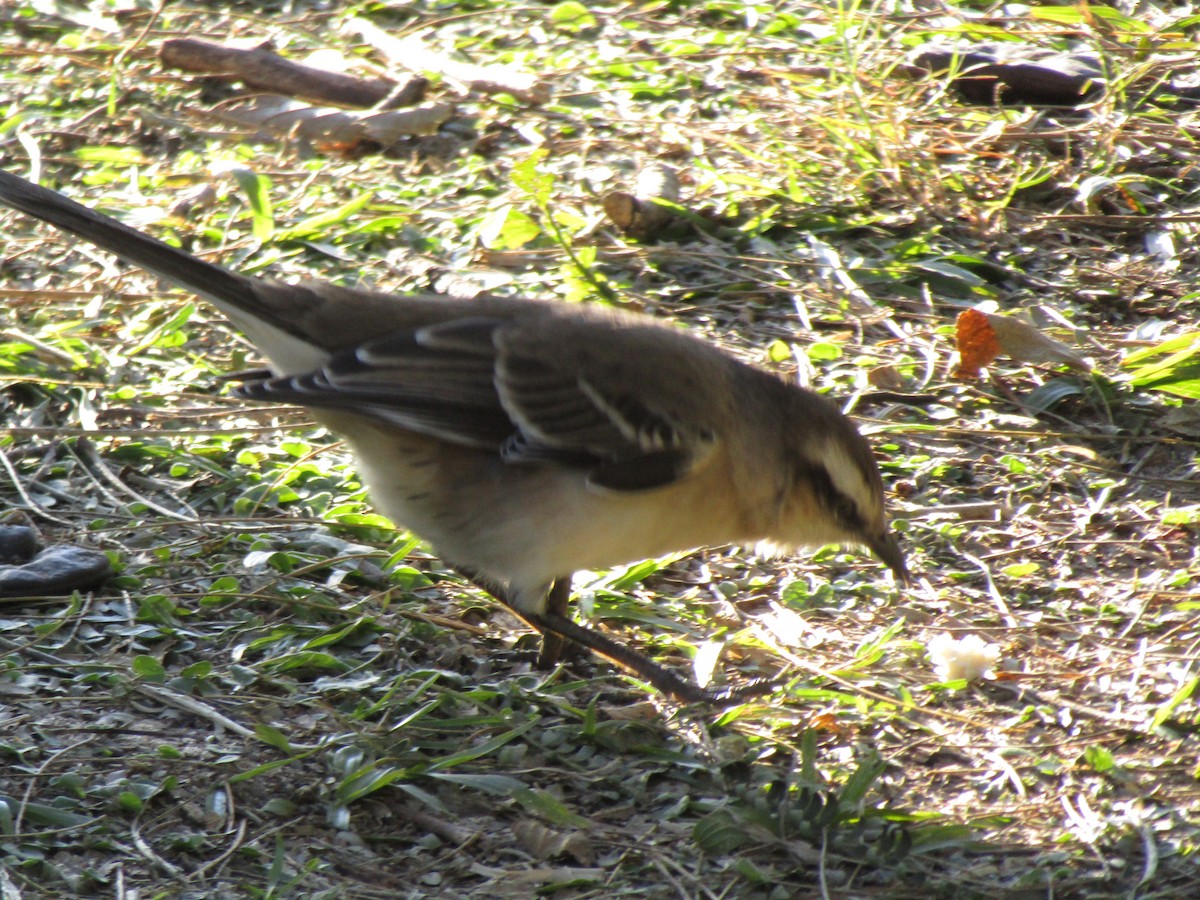 Chalk-browed Mockingbird - ML638321143