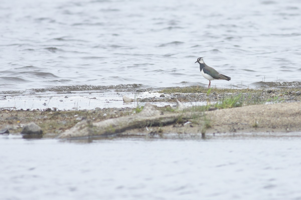 Northern Lapwing - ML638321146