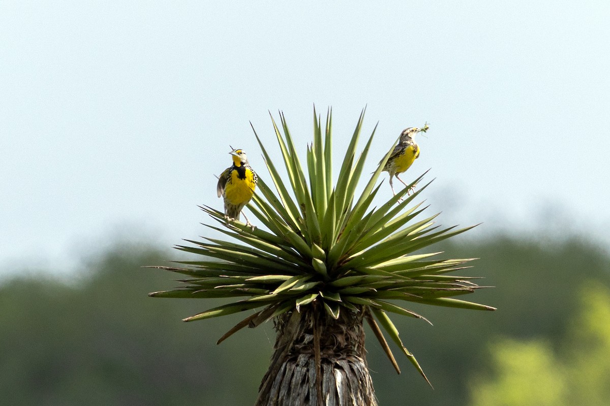 Eastern Meadowlark - ML638321187