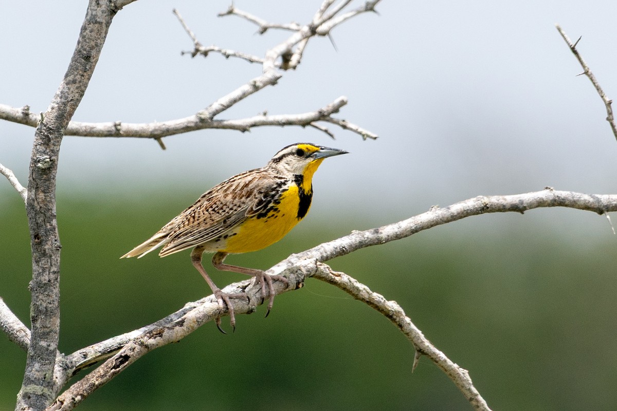 Eastern Meadowlark - ML638321188