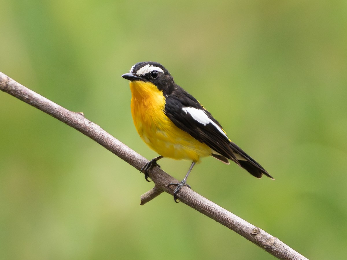 Yellow-rumped Flycatcher - ML638321205