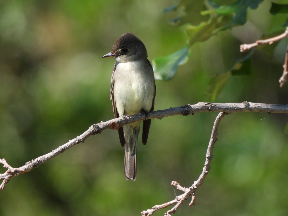 Eastern Wood-Pewee - ML638321213