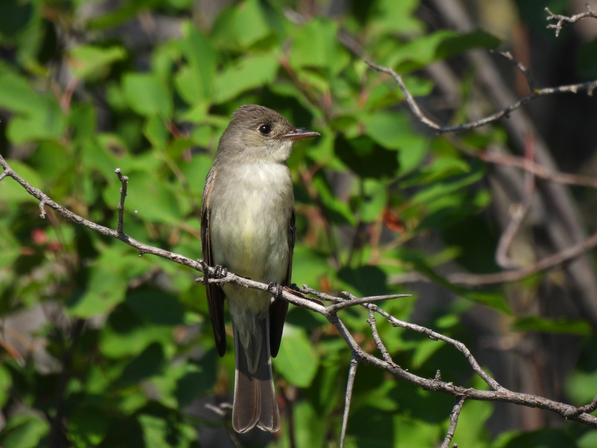 Eastern Wood-Pewee - ML638321214