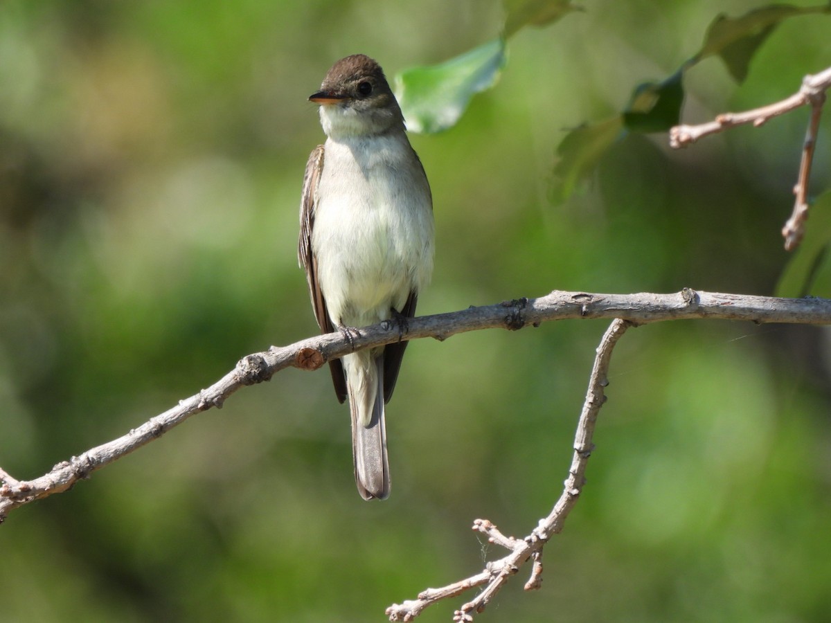 Eastern Wood-Pewee - ML638321215