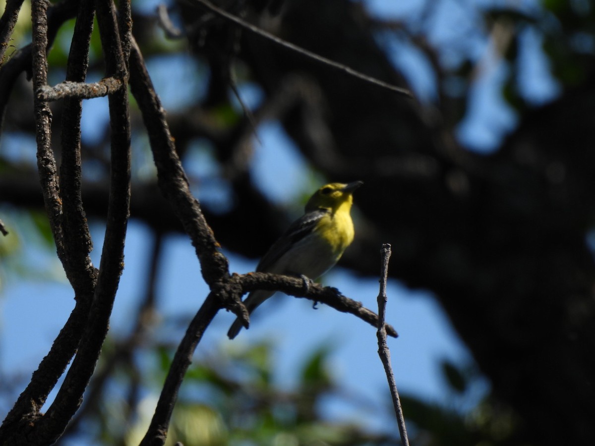 Yellow-throated Vireo - ML638321218