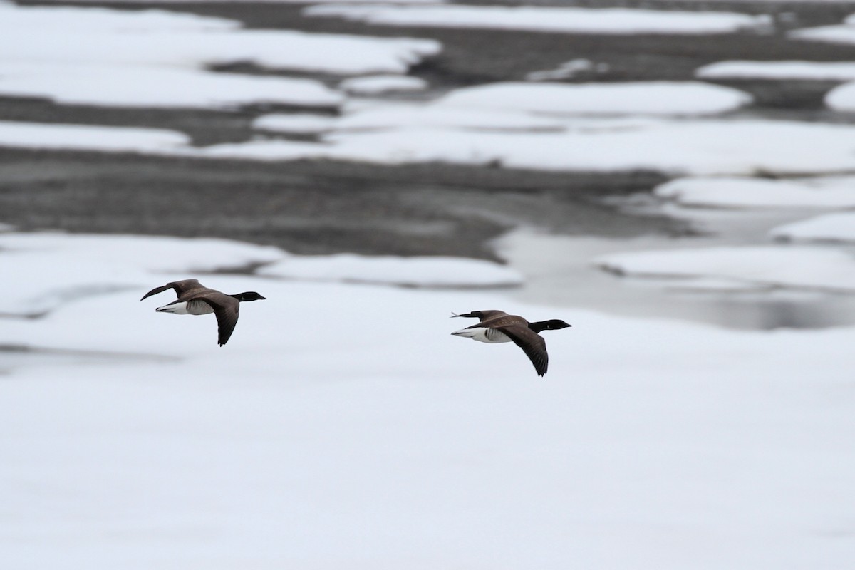 Brant (Atlantic) - ML638321227