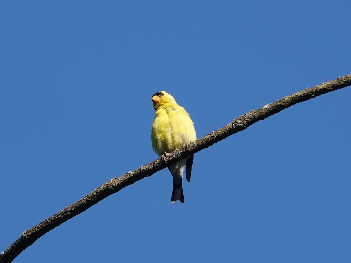 American Goldfinch - ML638321231