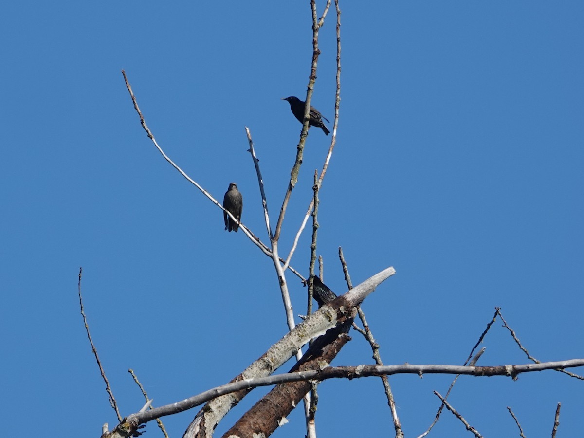 European Starling - ML638321238