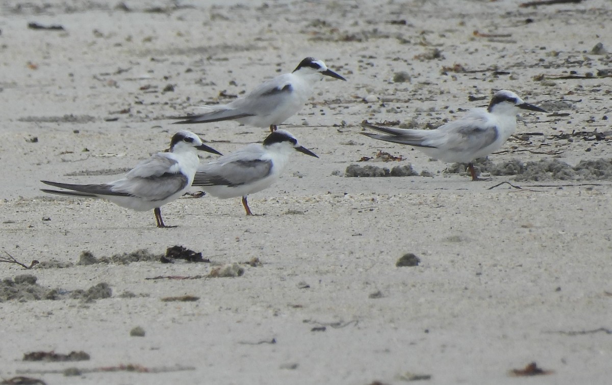 Little Tern - ML638321246
