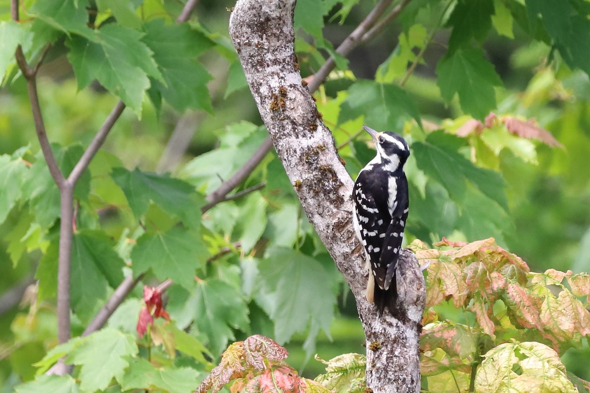 Hairy Woodpecker - ML638321256
