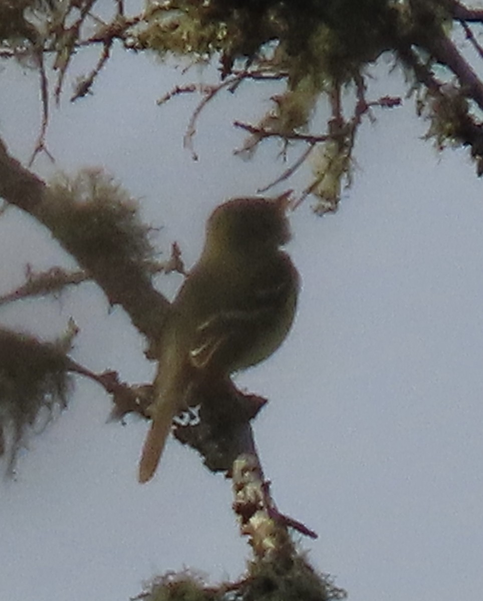 Mosquero Ventriamarillo - ML638321258
