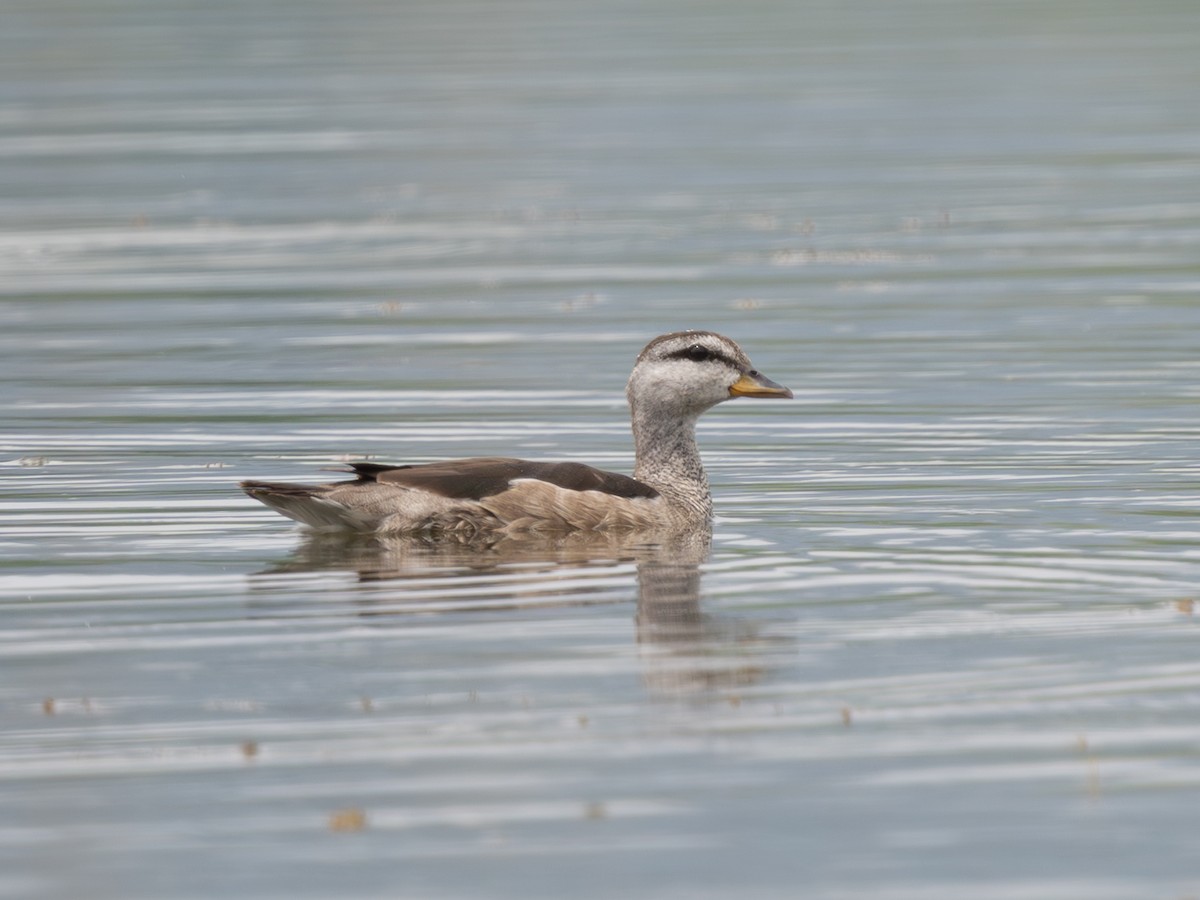 Cotton Pygmy-Goose - ML638321267