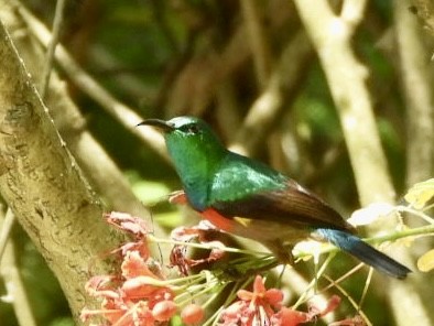 Beautiful Sunbird - ML638321268
