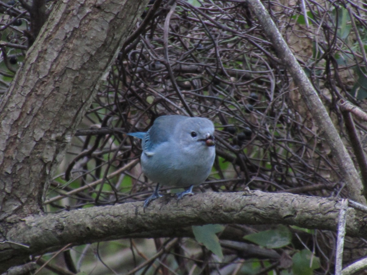 Sayaca Tanager - ML638321271