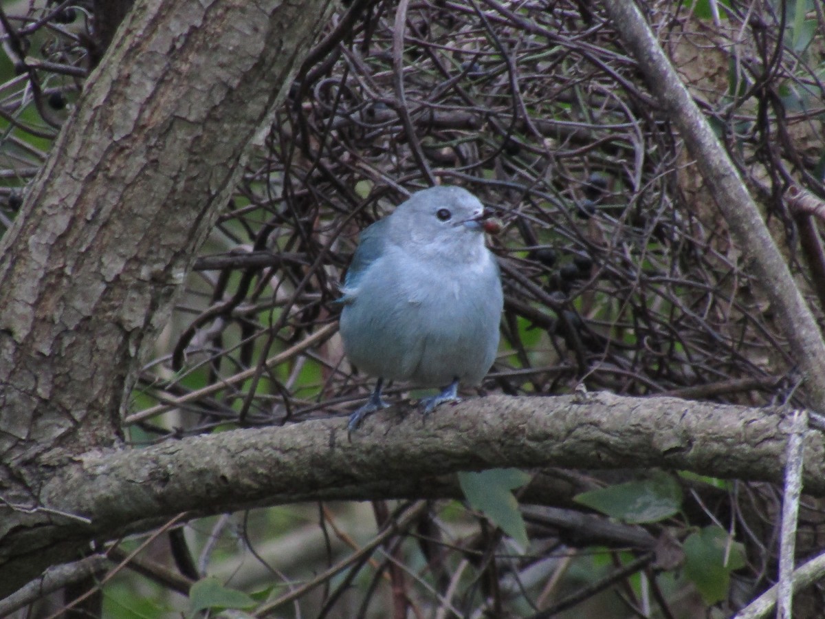 Sayaca Tanager - ML638321272