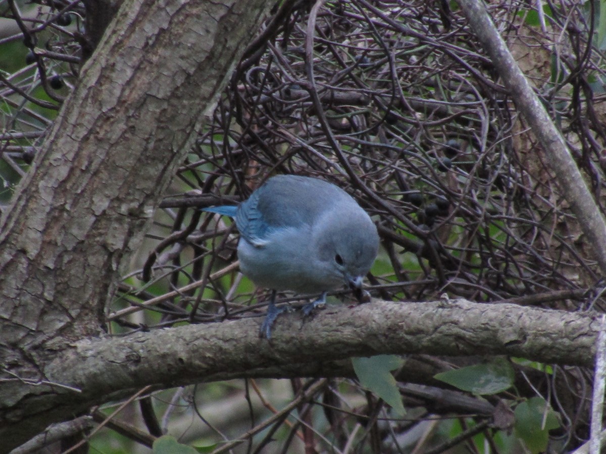 Sayaca Tanager - ML638321273