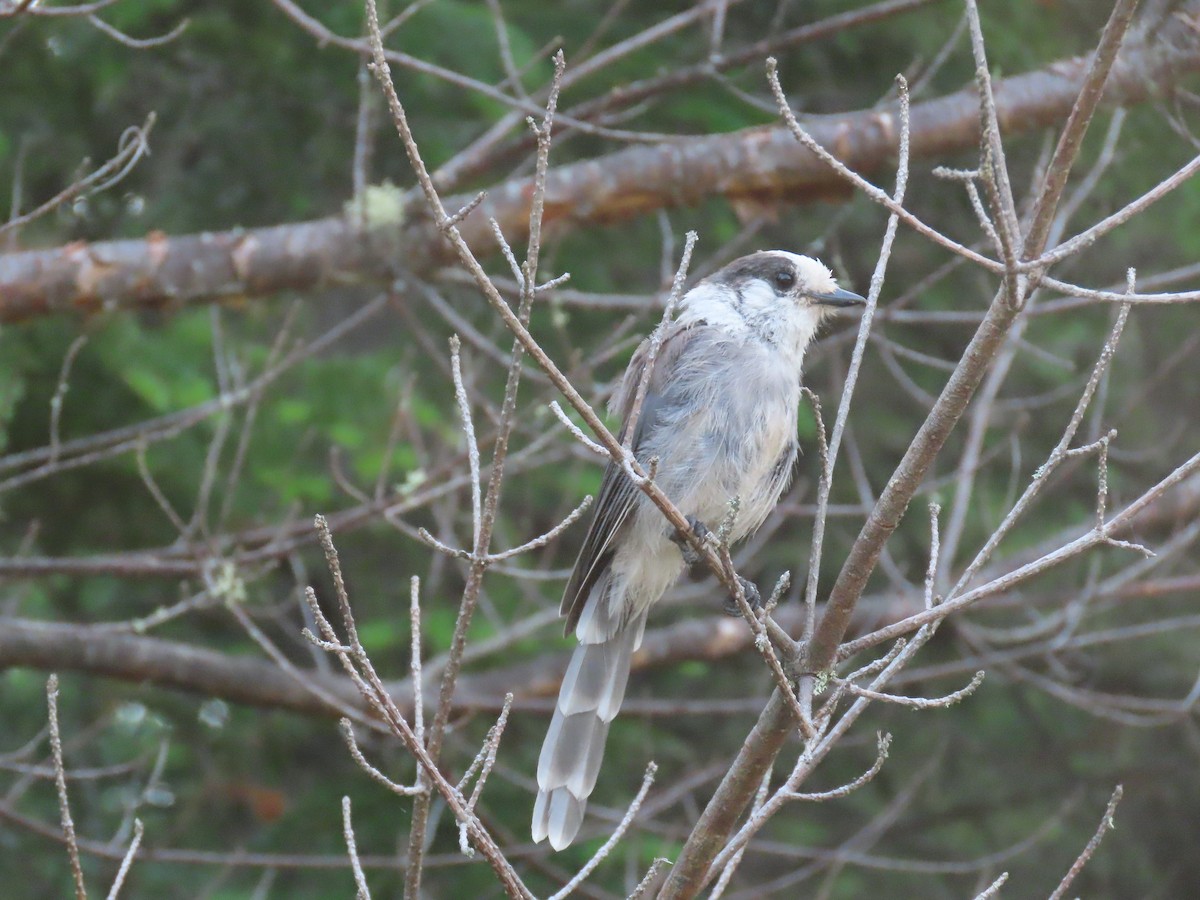 Canada Jay - ML638321274