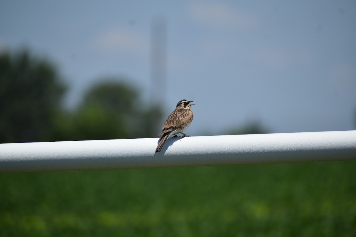 Horned Lark - ML638321277