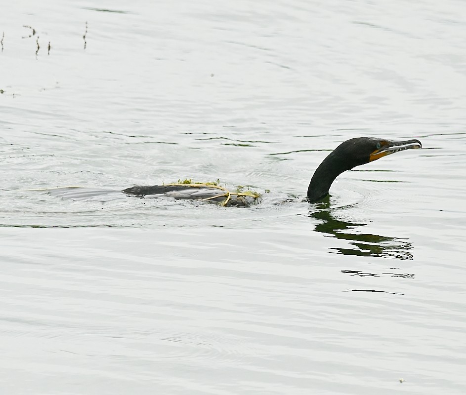 Double-crested Cormorant - ML638321280
