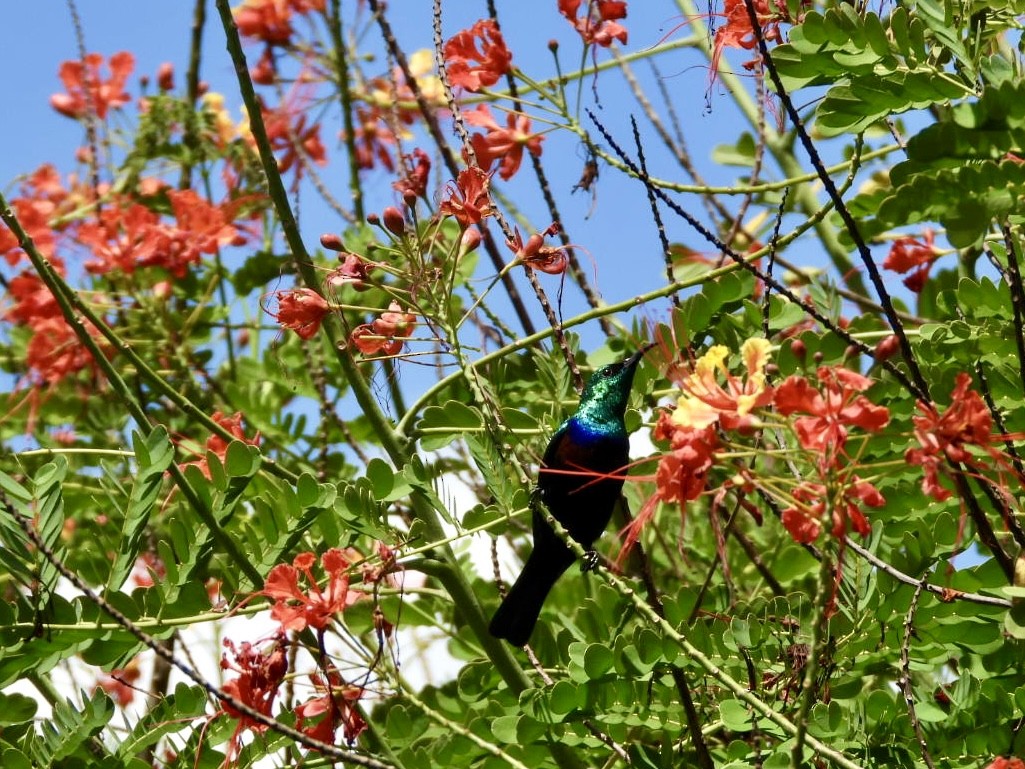 Purple-banded Sunbird - ML638321285