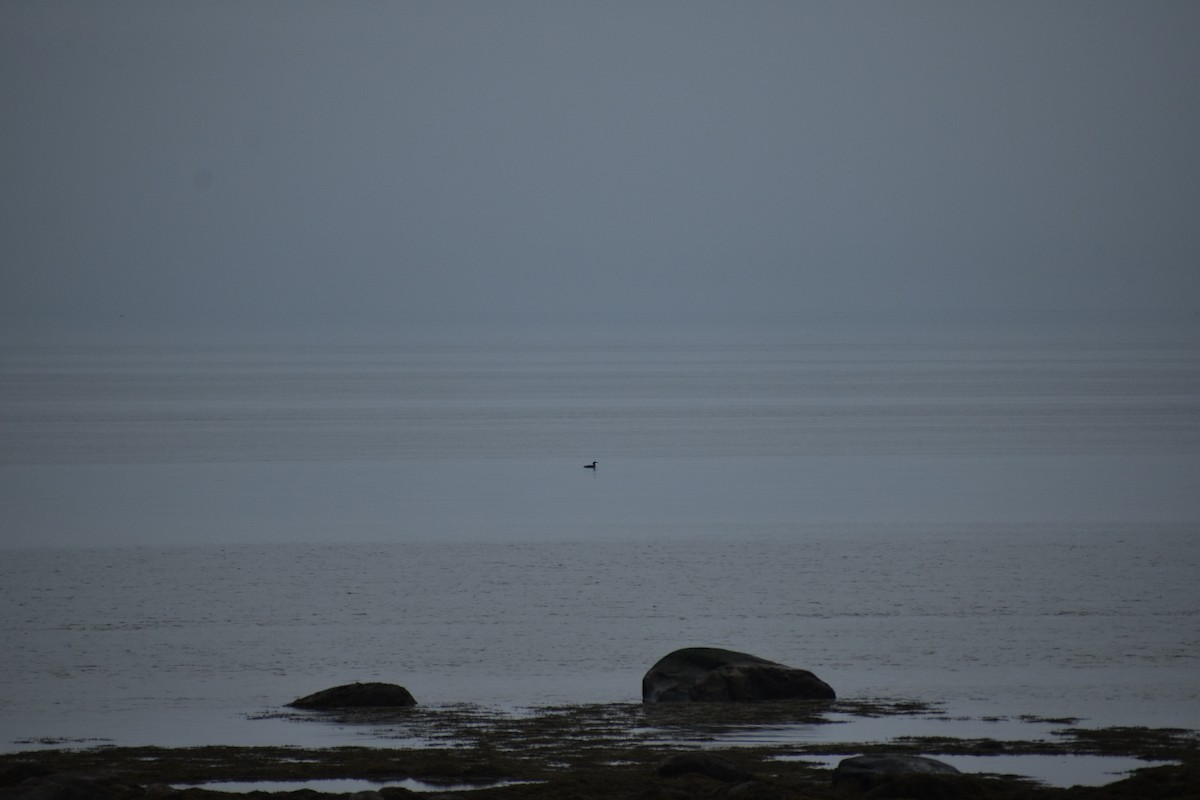 Common Loon - ML638321293