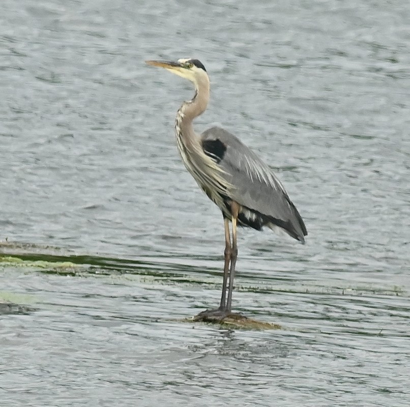 Great Blue Heron - ML638321294