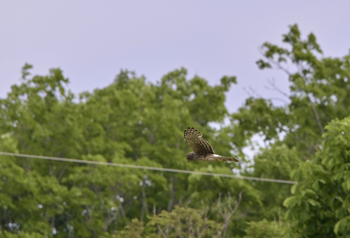 Northern Harrier - ML638321295