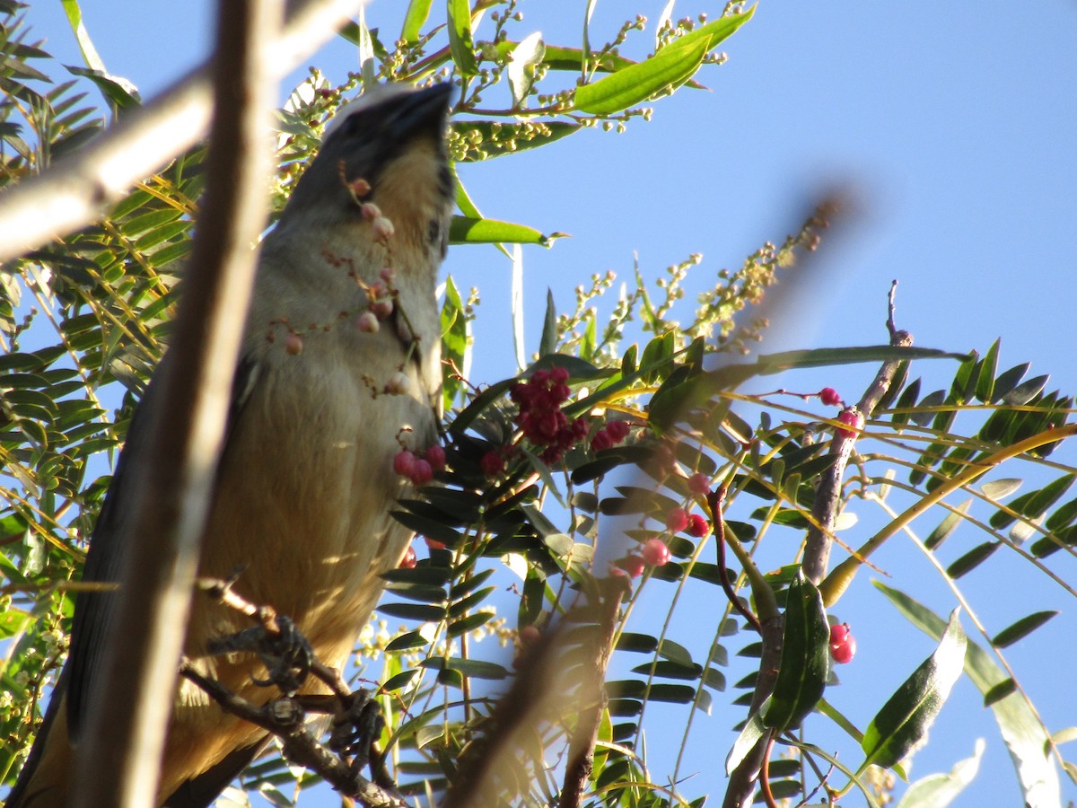 Bluish-gray Saltator - ML638321298