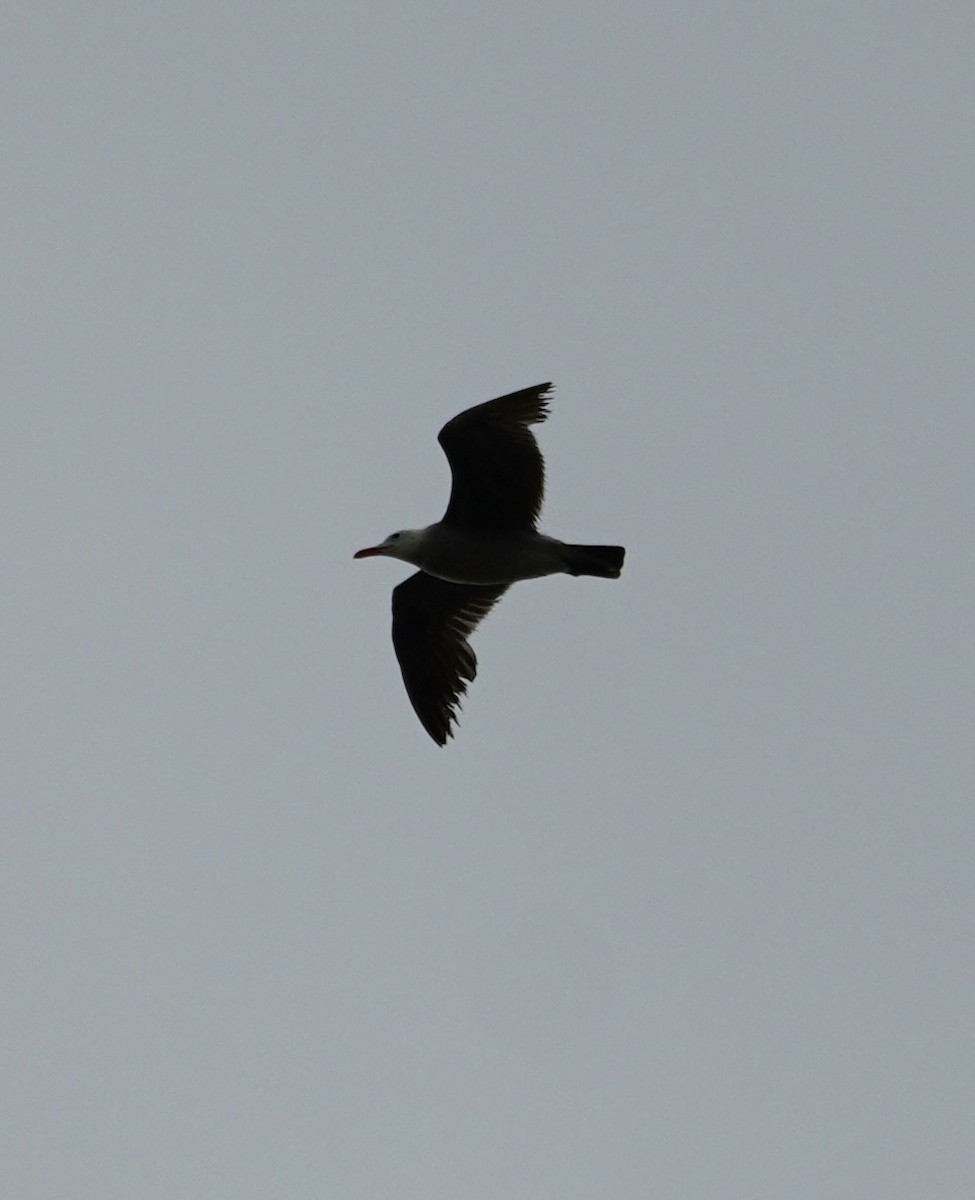 Heermann's Gull - ML638321303