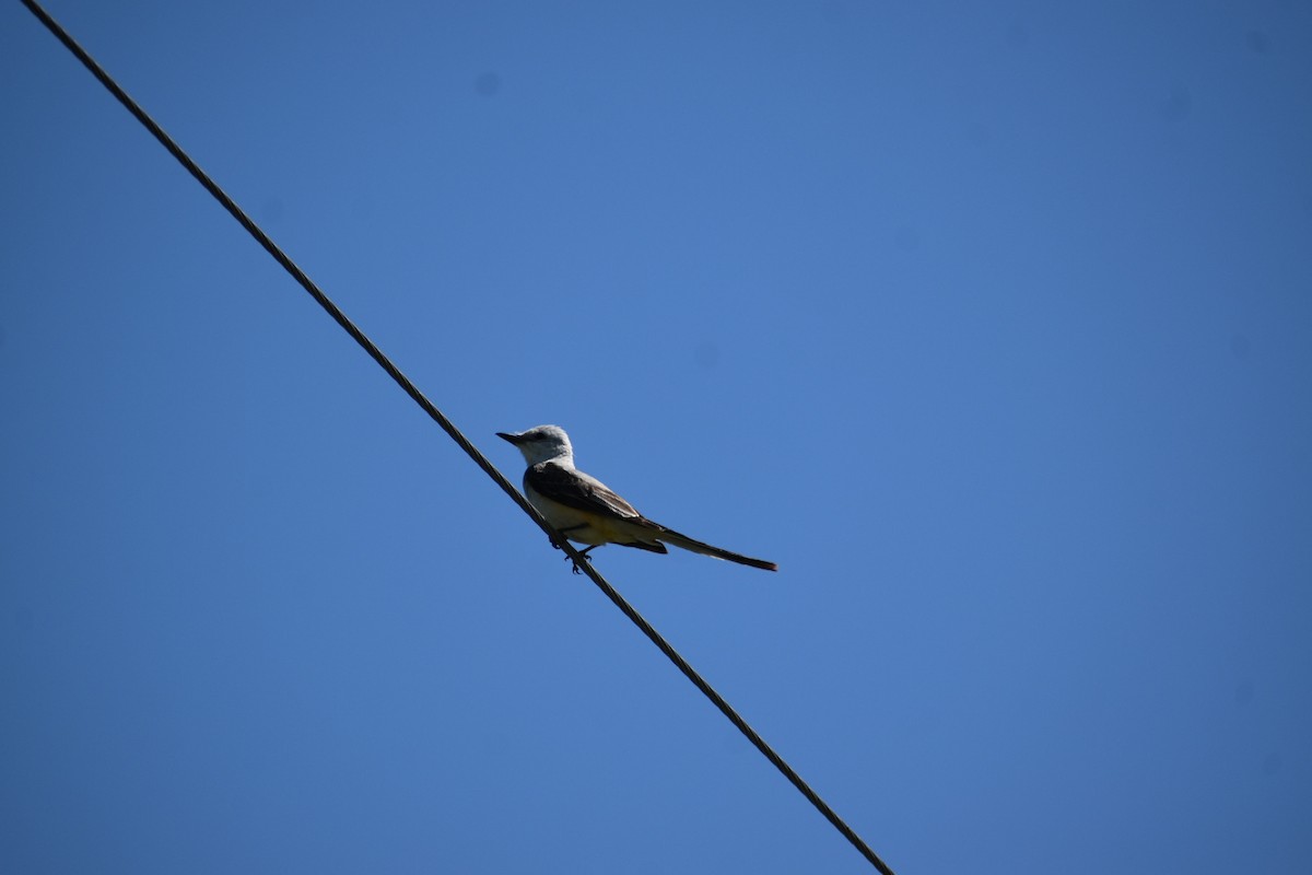 Scissor-tailed Flycatcher - ML638321304