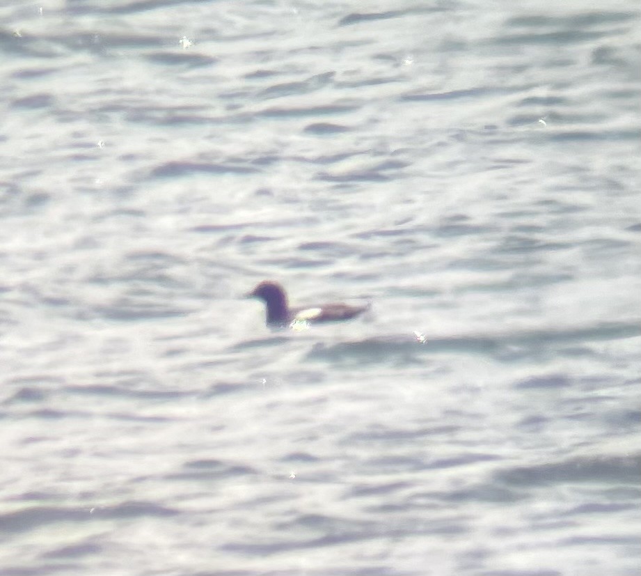 Black Guillemot - ML638321308