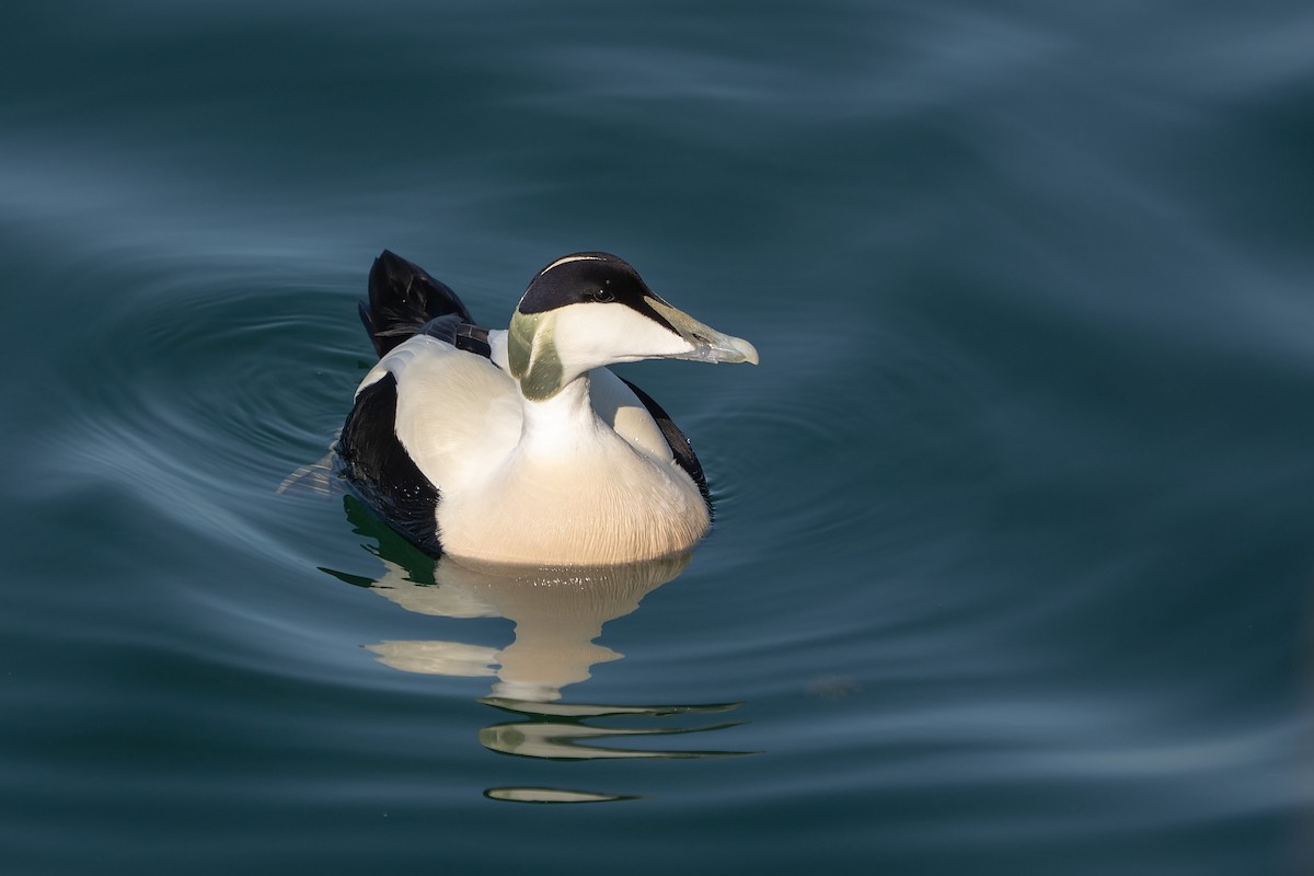 Common Eider - ML638321309