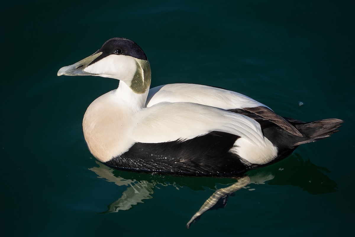 Common Eider - ML638321310