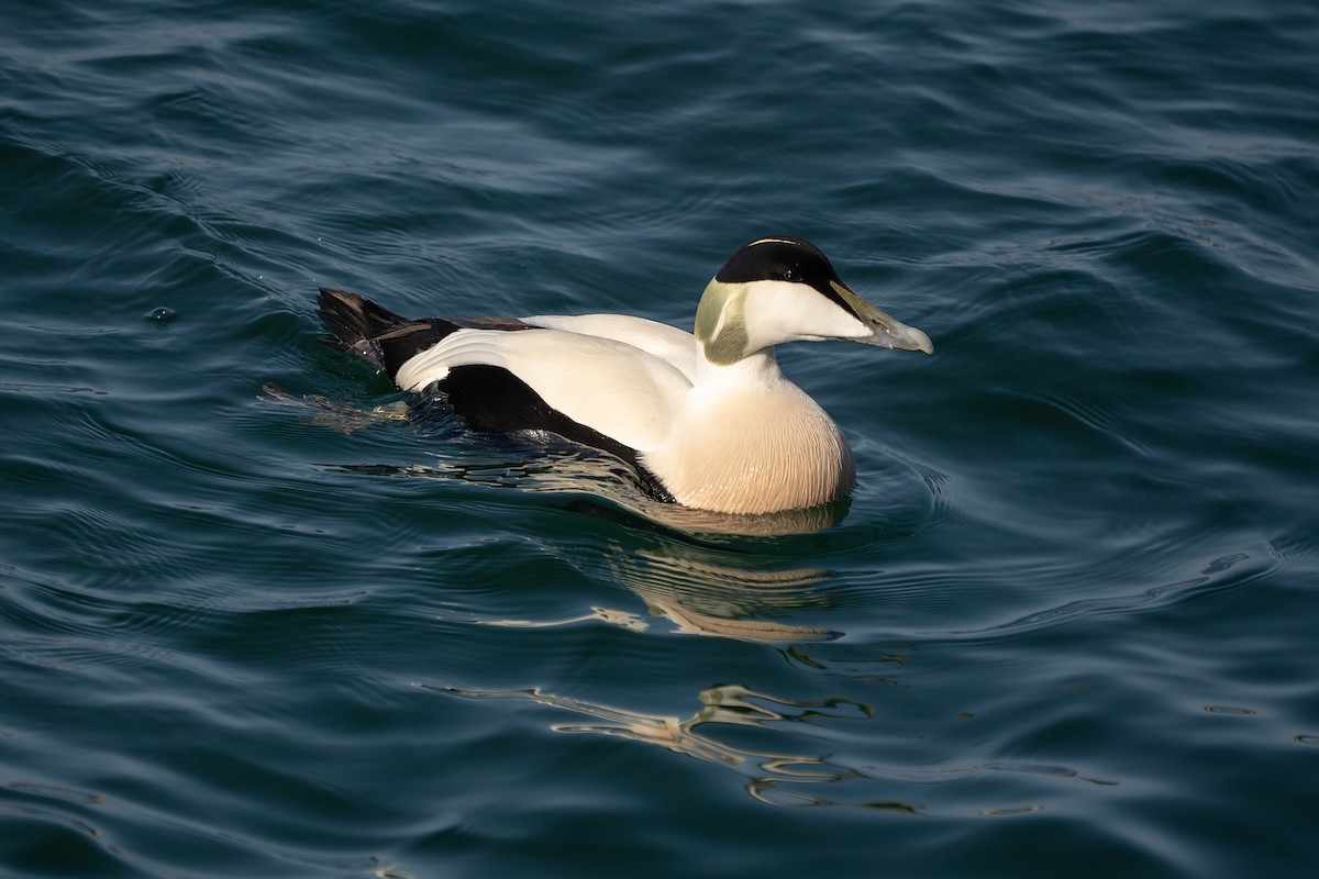 Common Eider - ML638321311