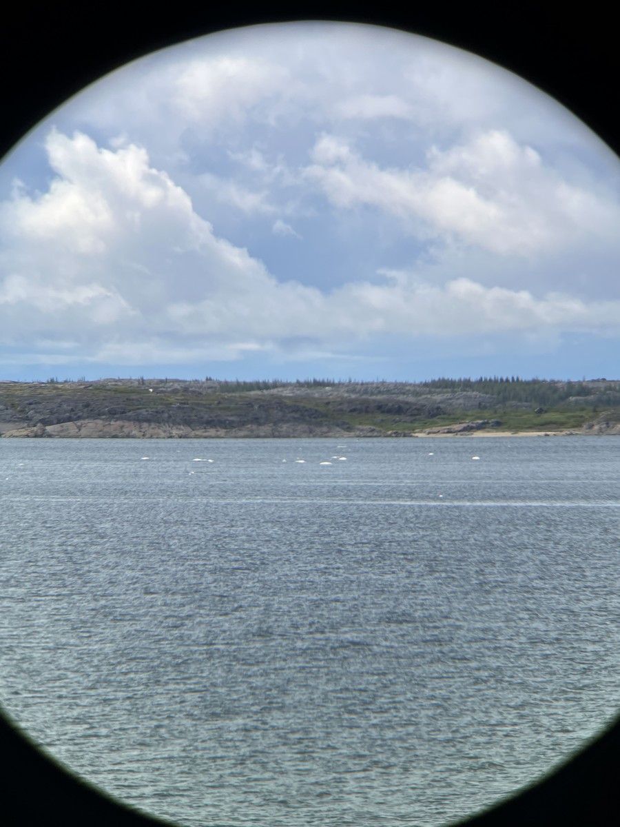 Beluga - ML638321321