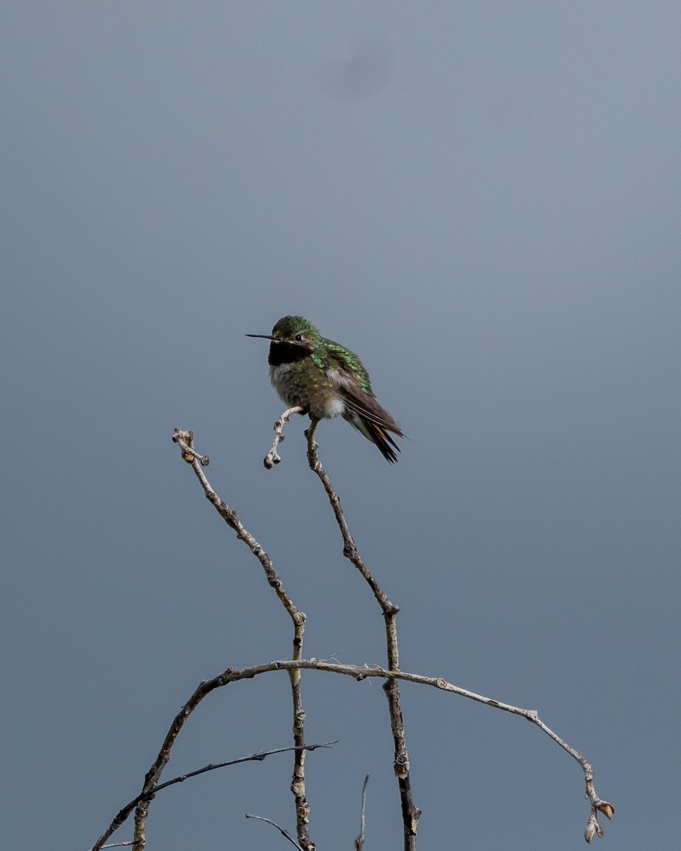 Broad-tailed Hummingbird - ML638321334