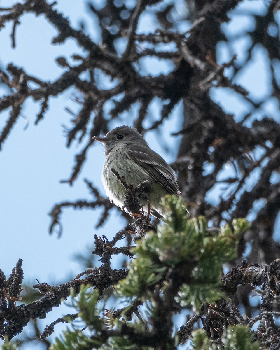 Hammond's Flycatcher - ML638321343
